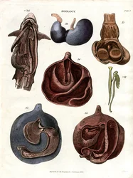 Anatomická vyobrazení vnitřních orgánů (deska 7)