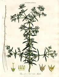 Chay-root neboli východoindická maddera