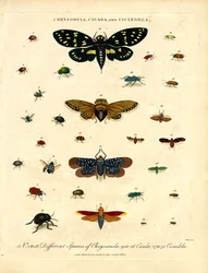 Chrysomela;Cicada a Cicindela