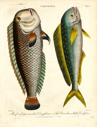 Coryphaena Druh: Coryphaena pětiprstá a delfín malý