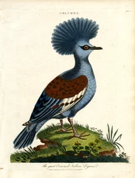 Holub indický (Columba)