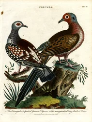 Holubi hřivnáči a holubice (Columba)