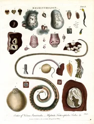 Helmintologie;Tabule II - Řád střevních červů