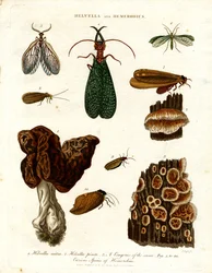 Helvella a Hemerobius