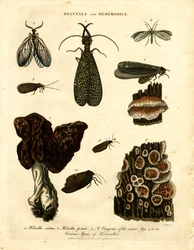 Helvella a Hemerobius