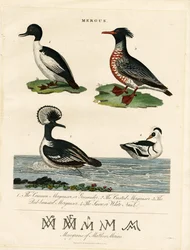 Mergansers (Mergus)