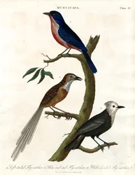 Muscicapa - Mucholapky Druh