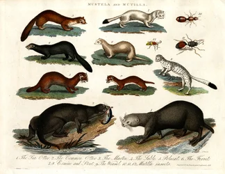 Mustela a Mutilla: Ilustrace různých druhů mustelidů a mutildího hmyzu