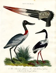 Mycteria Species: New Holland a Senegal Jabiru
