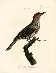 Datel núbijský (Picus)