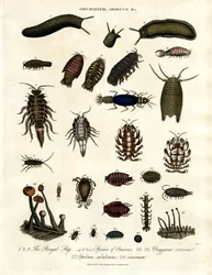 Onchidium;Oniscus a další členovci