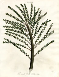 Phoenix (Datlová palma)