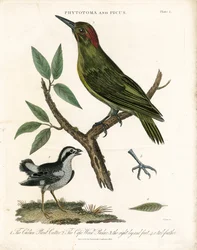 Fytotoma a datel s anatomickými detaily