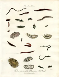Planaria - dvanáct druhů plochých červů