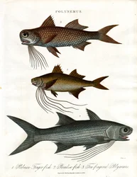 Polynemus species (nitěnky)