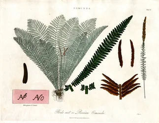 Kapradina královská (Osmunda)
