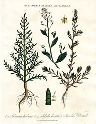 Salicornia;Salsola a Samolus: Halofytní pobřežní rostliny