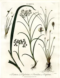 Scirpus Druh