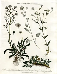 Selinum;Silene a Sibbaldia
