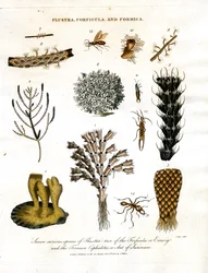 Sedm zajímavých druhů Flustra, dva druhy Forficula nebo Earwig a Formica Cephalotes neboli mravenec ze Surinamu.