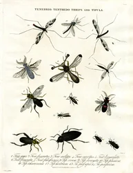 Tenebrio;Tenthedo;Thrips and Tipula - Rozmanitost hmyzu