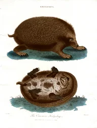 Ježek obecný