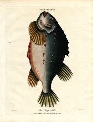 Hrudkovitá ryba