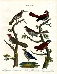 Různé druhy drozdů (Turdus)