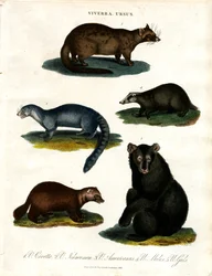 Viverra a Ursus: různé druhy cibetek a medvědů
