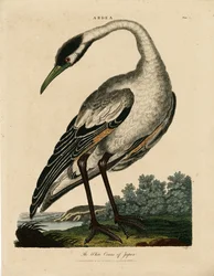 Japonský jeřáb bílý (Ardea)