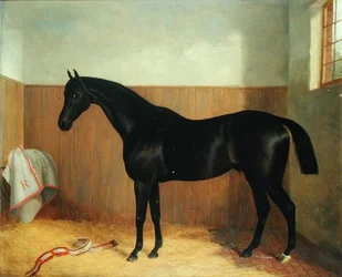 Tommy, Portrét koně, cca 1870 (olej na plátně)