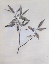 Pod povrchem sušeného olivového spreje, shromážděného ve Veroně po roce 1878