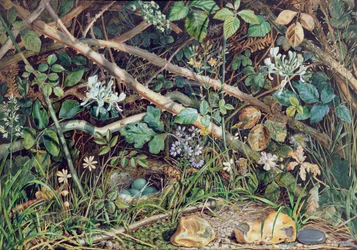 Ptačí hnízdo mezi ostružiníky, zimolezem a podrostem, 1858