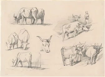 Studie skotu