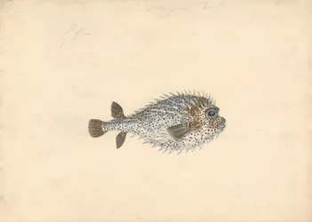 Ryba Dikobraz