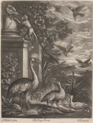Kings Birds