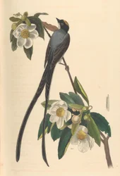 Tyran vidloocasý, Gordonia lasianthus, 1840-44.