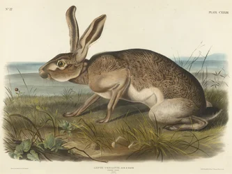 Zajíc texaský, 1848 (ručně kolorovaná litografie na vliesovém papíře)