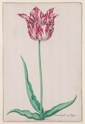 Studie tulipánu (Jasper Marbled)