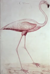 Flamingo (kresba)