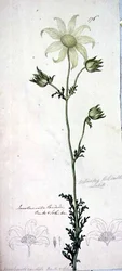 Flanel květ, actinotus helianthe labill