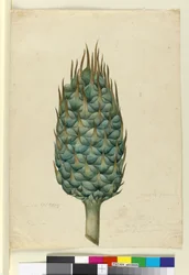 Macrozamia, c.1803-06 (wc, pero, inkoust a tužka)