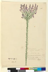Strana 105. Comesperma ericinum, c.1803-06 (wc, pero, inkoust a tužka)