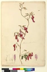 Strana 108. Kennedia rubicunda, c.1803-06 (wc, pero, inkoust a tužka)