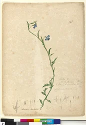 Strana 130. Lobelia hostataLobelia gracilis, c.1803-06 (wc, pero, inkoust a tužka)