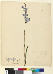 Strana 133. Thelymitra ixioides, c.1803-06 (wc, pero, inkoust a tužka)