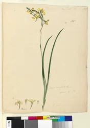 Strana 135. Diuris maculata, c.1803-06 (wc, pero, inkoust a tužka)