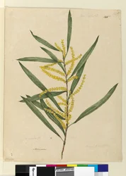 Strana 145. Acacia longifolia, c.1803-06 (wc, pero, inkoust a tužka)