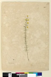 Strana 148. Acacia aciculares, c.1803-06 (akvarel, pero, inkoust a tužka)