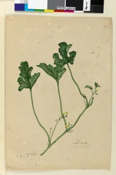 Strana 155. Vodní meloun, c.1803-06 (wc, pero, inkoust a tužka)